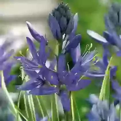Blue Melody